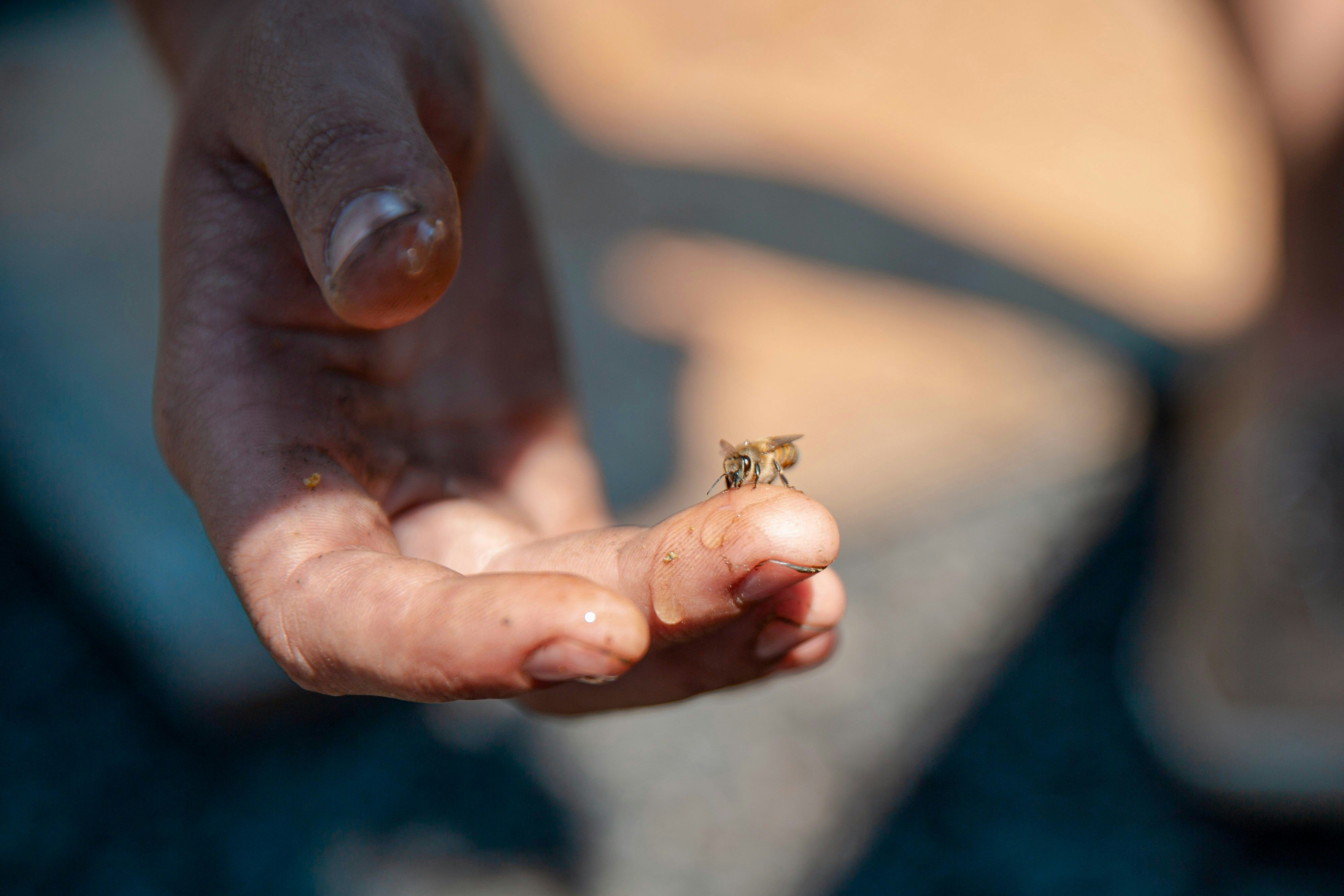 Bee on a finger