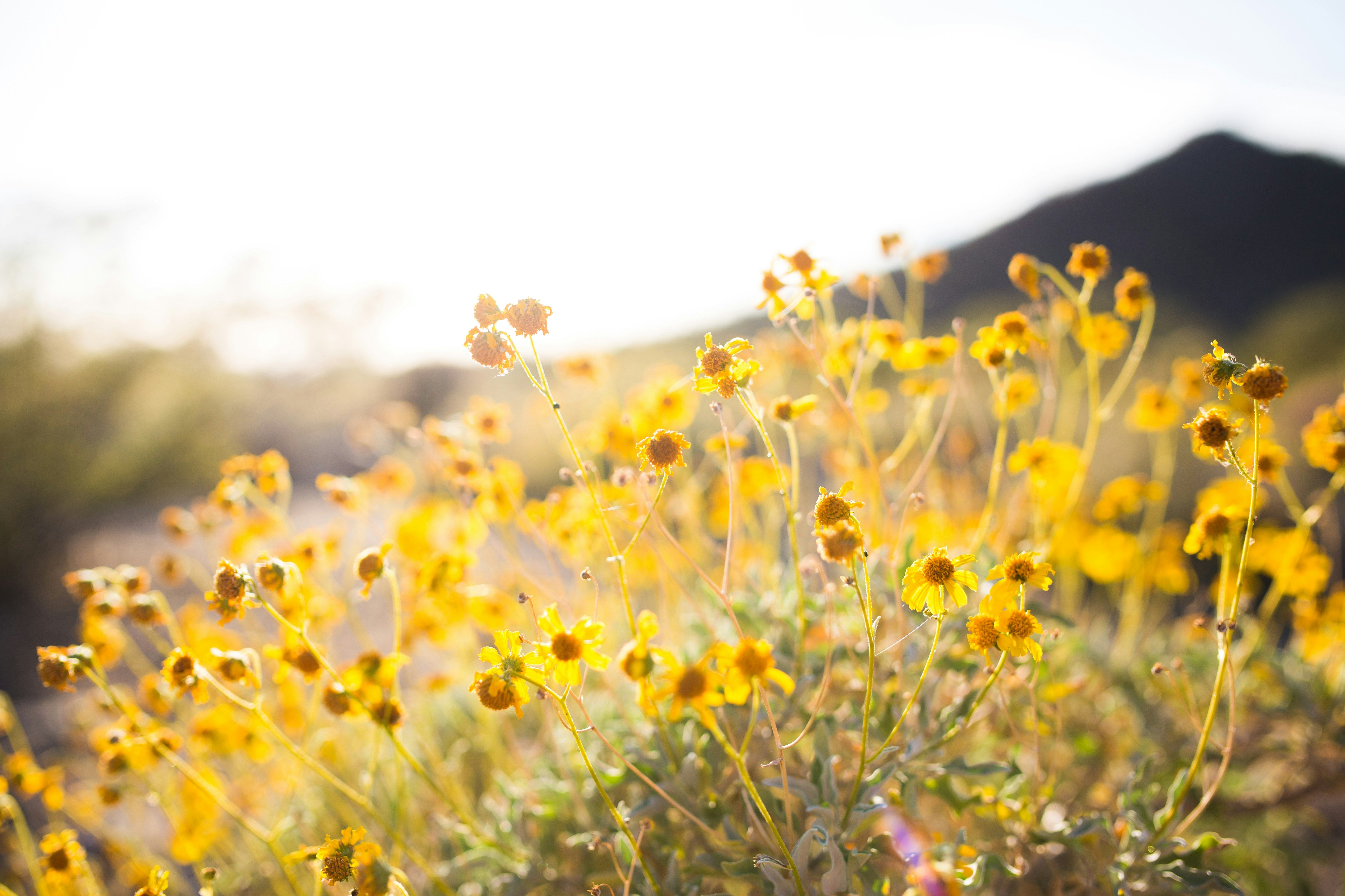 Field of wildflowers