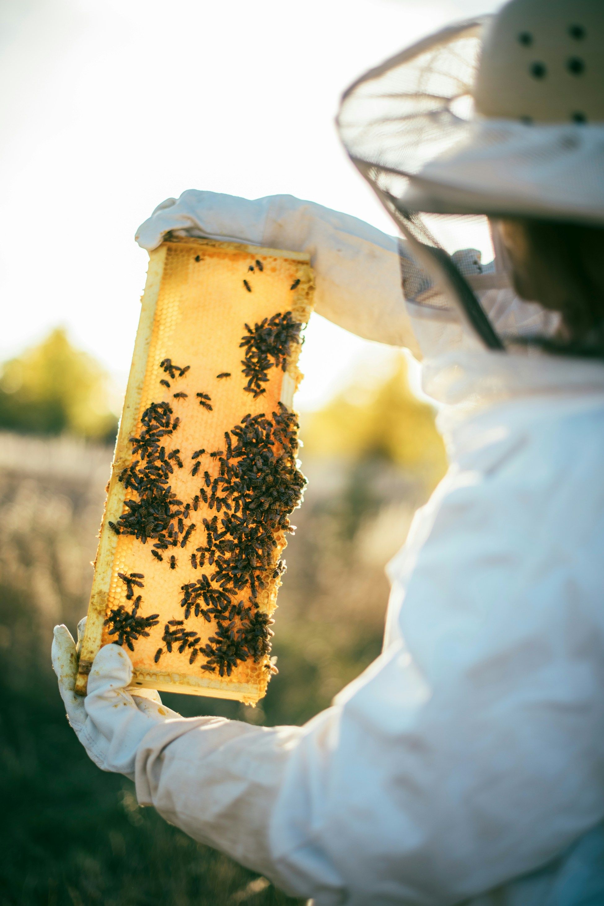 Beekeeper with hive tray in the sun
