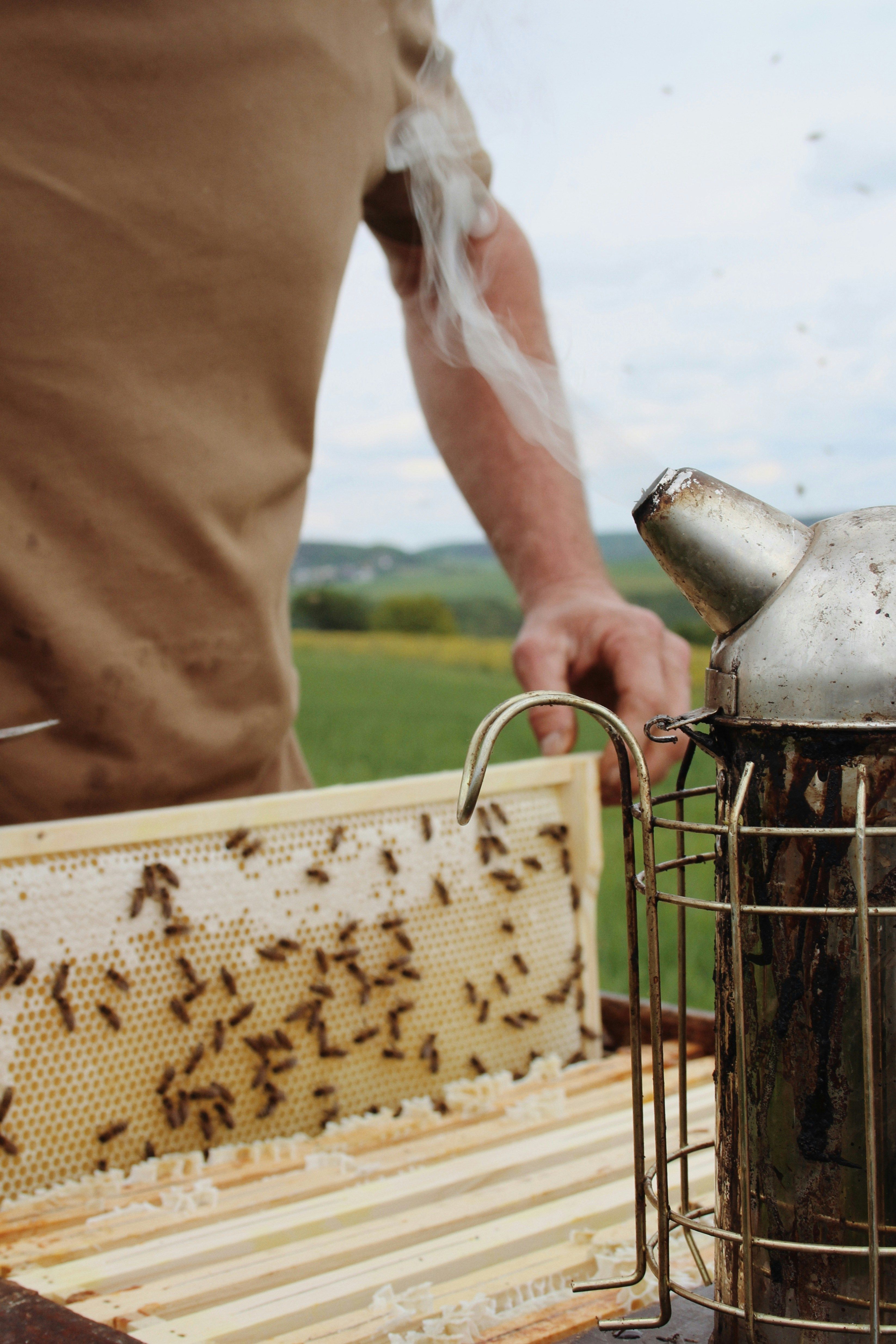 Beekeeper with hive and smoker